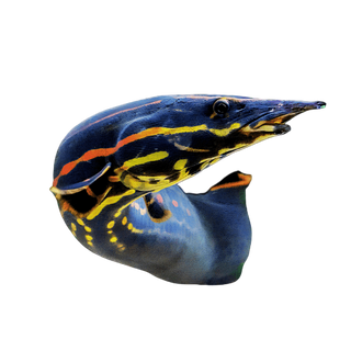 Fire Eel Mastacembelus Erythrotaenia.