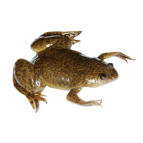 Frogs & Toads
