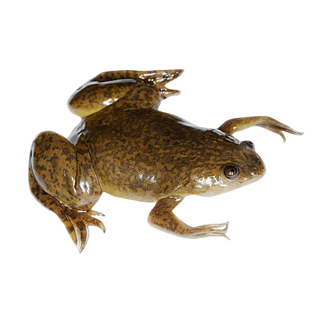 African Dwarf Clawed Frog Xenopus Laevis 3cm.