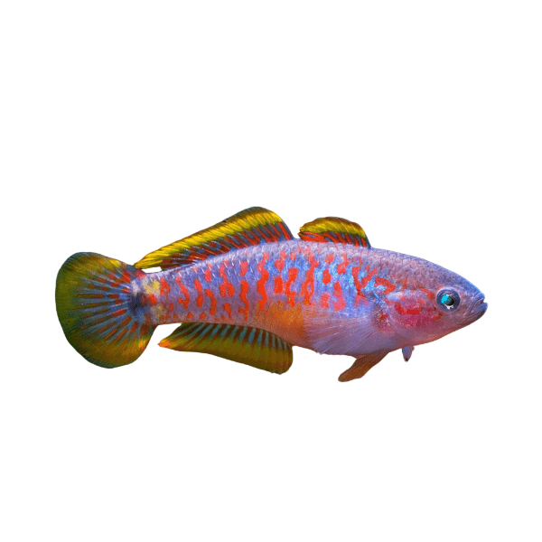 Gobies