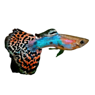 Variegated Male Guppy Poecilia Reticulata 3cm.