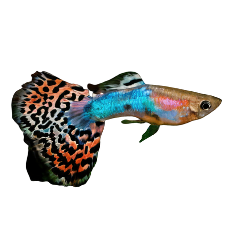 Variegated Male Guppy Poecilia Reticulata 3cm.