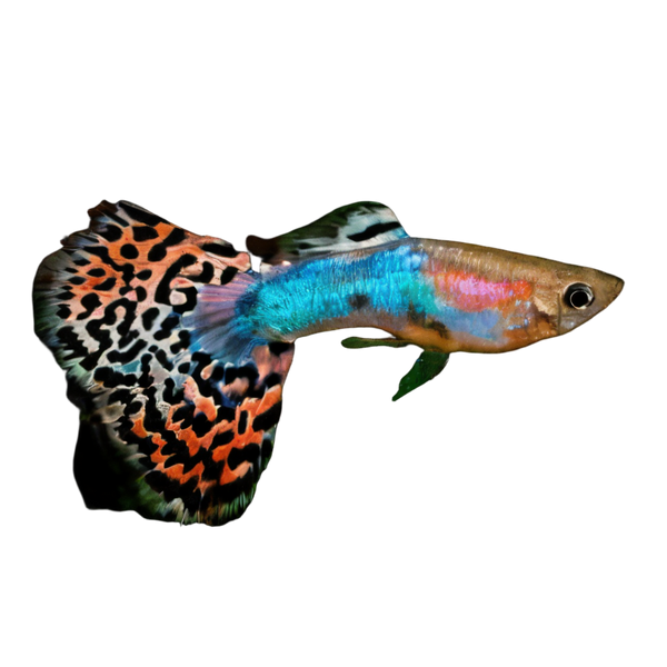 Guppy