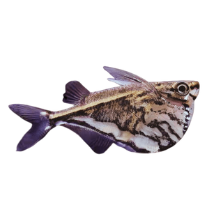 Marbled Hatchet Fish Carnegiella Strigata 4cm.