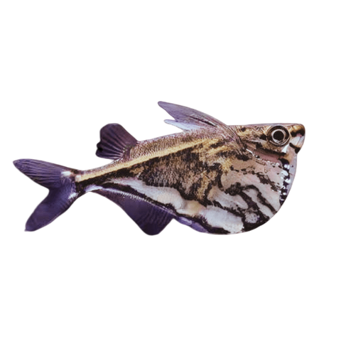Marbled Hatchet Fish Carnegiella Strigata 4cm.