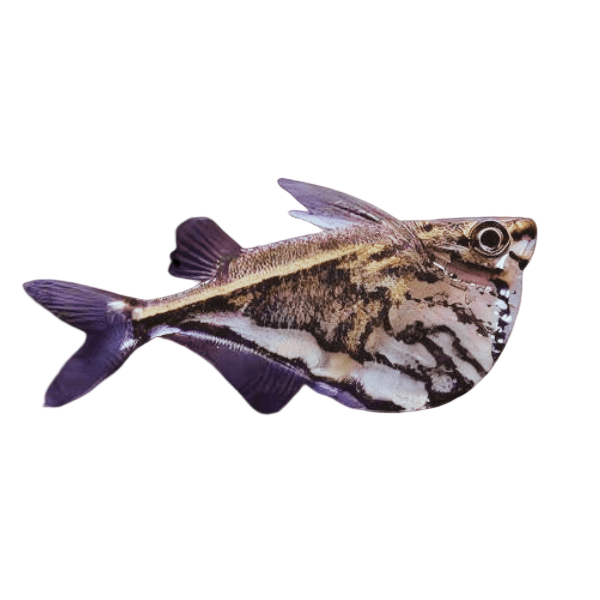 Hatchetfish