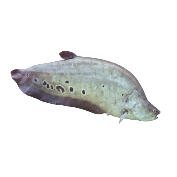 Knife Fish