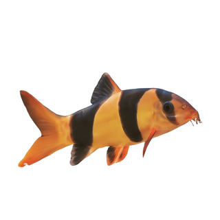 Clown Loach Botia Macracantha.