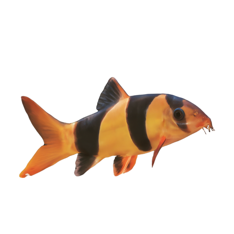 Clown Loach Botia Macracantha.