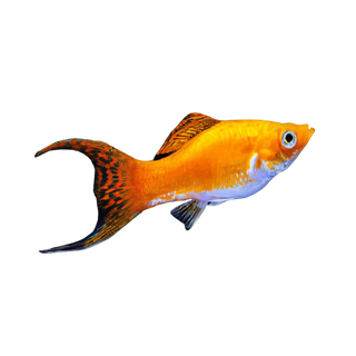 Saffron Molly Poecilia Sphenops 3cm.