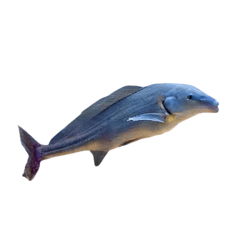 African Freshwater Dolphin Mormyrus Longirostris.