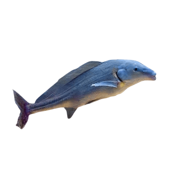 Mormyridae
