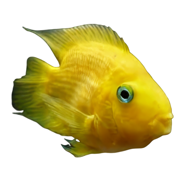 Parrot Fish