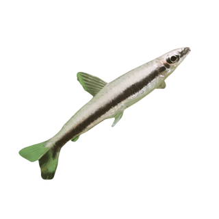 One Lined Pencil Fish Nannostomus Unifasciatus 3cm.