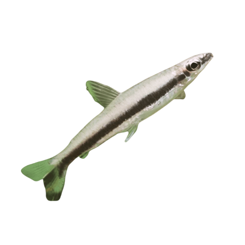 One Lined Pencil Fish Nannostomus Unifasciatus 3cm.