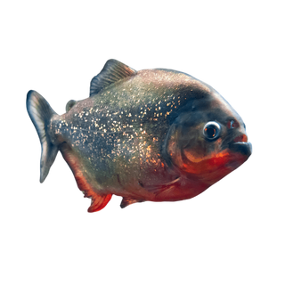 Red Bellied Piranha Serrasalmus Nattereri.