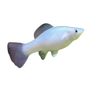 White Platy Xiphophorus Maculatus 3cm.