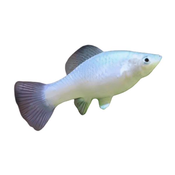 Platy
