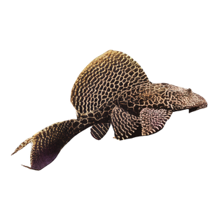 Leopard Sail Fin Pleco Pterygoplichthys Gibbiceps.