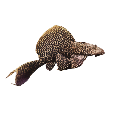 Leopard Sail Fin Pleco Pterygoplichthys Gibbiceps.