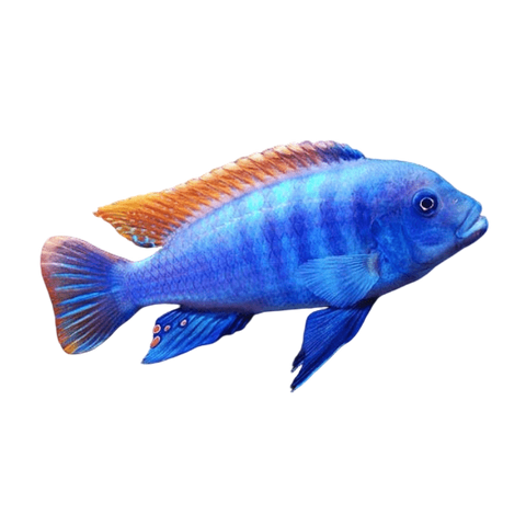 Pseudotropheus Greshakei Malawi African Cichlid.