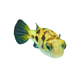 Pygmy Dwarf Freshwater Puffer Fish Carinotetraodon Travancoricus 1cm.