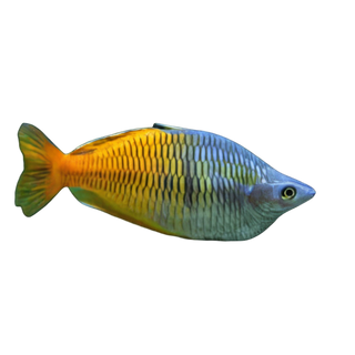 Boesmani Rainbow Fish Melanotaenia Boesemani 5cm.