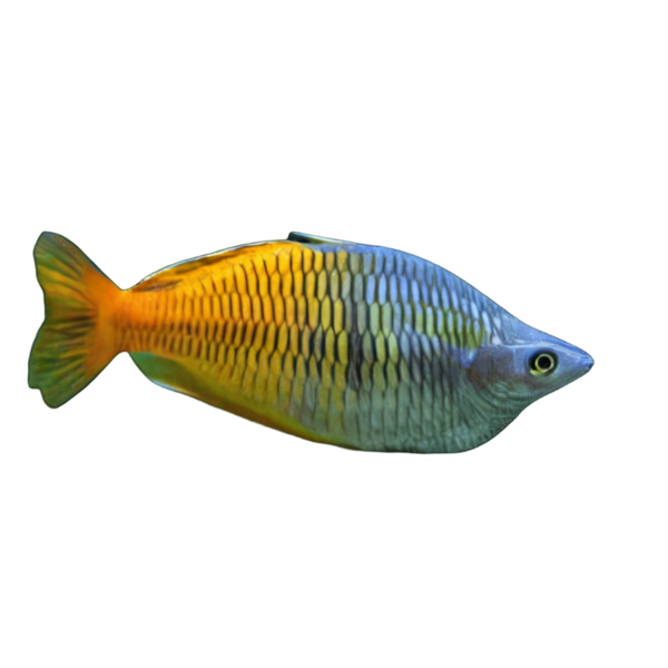 Rainbowfish