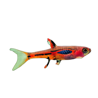 Chilli Red Rasbora Boraras Brigittae 1cm.