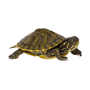 Turtles 