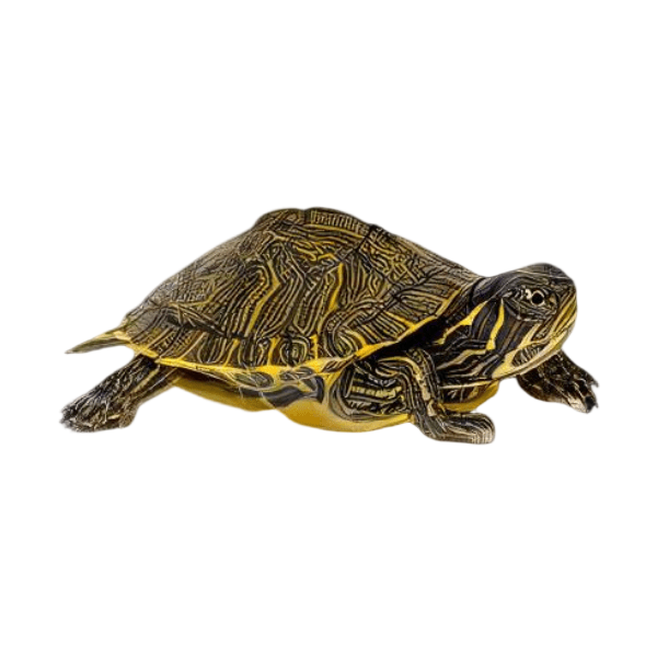 Turtles