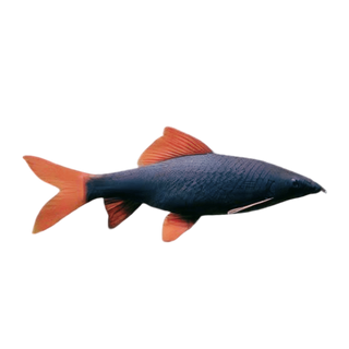 Rainbow Shark Epalzeorhynchos Frenatum 5cm.