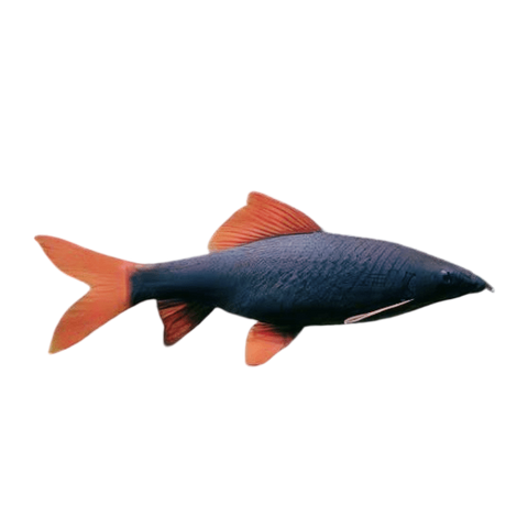 Rainbow Shark Epalzeorhynchos Frenatum 5cm.