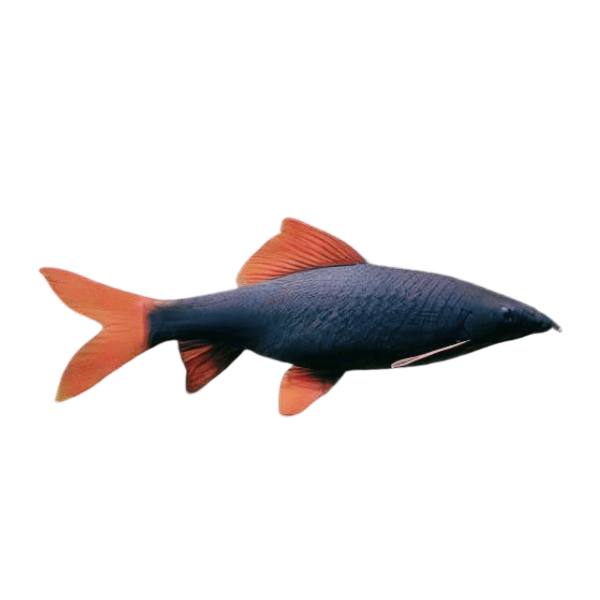 Freshwater Sharks
