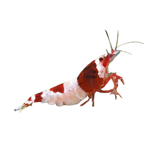 Hinomaru Crystal Red Shrimp Caridina 2cm.
