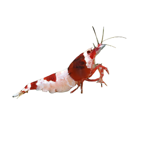 Hinomaru Crystal Red Shrimp Caridina 2cm.