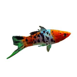 Calico Swordtail Xiphophorus Hellerii 3cm.