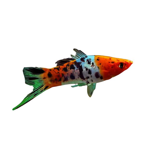 Swordtail