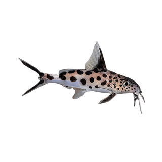True Cuckoo Squeaker Catfish Synodontis Multipunctatus 4cm.