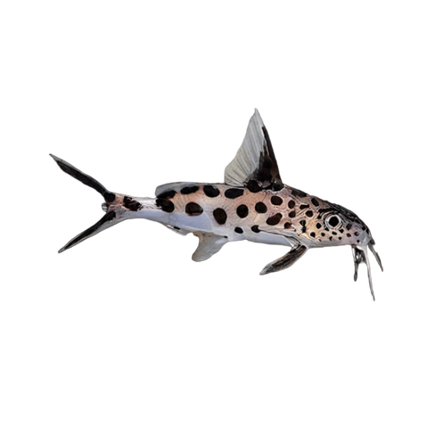 True Cuckoo Squeaker Catfish Synodontis Multipunctatus 4cm.
