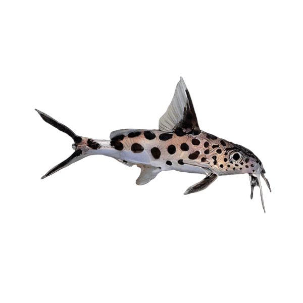 Synodontis