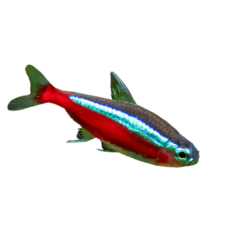 Cardinal Tetra Paracheirodon Axelrodi 2cm.