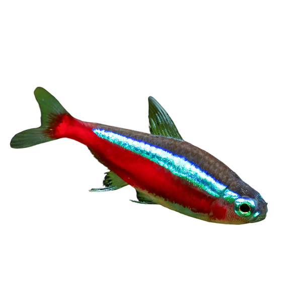 Tetra