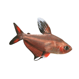 Ornate White Fin Bentosi Tetra Hyphessobrycon Bentosi 2cm.