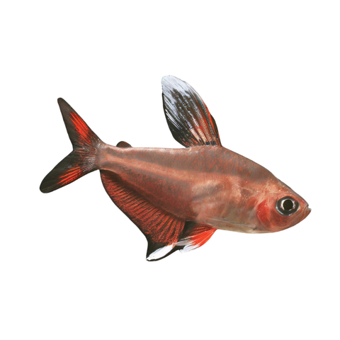 Ornate White Fin Bentosi Tetra Hyphessobrycon Bentosi 2cm.