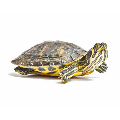 Turtle/Terrapin Foods