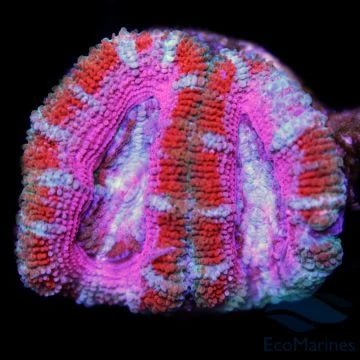 Acans & Blasto - Charterhouse Aquatics