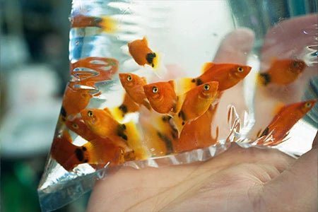 Acclimation Kits - Charterhouse Aquatics