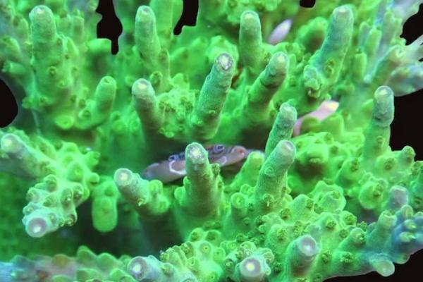 Acropora - Charterhouse Aquatics