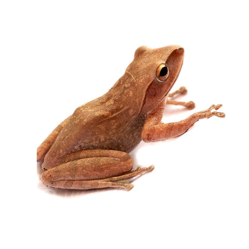 Amphibian Foods - Charterhouse Aquatics